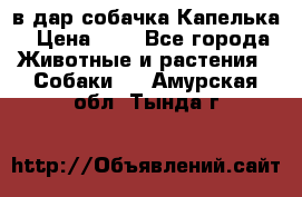 в дар собачка Капелька › Цена ­ 1 - Все города Животные и растения » Собаки   . Амурская обл.,Тында г.